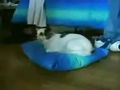 Combats hardcore japonais sexy matures à poil avec un étalon coquin